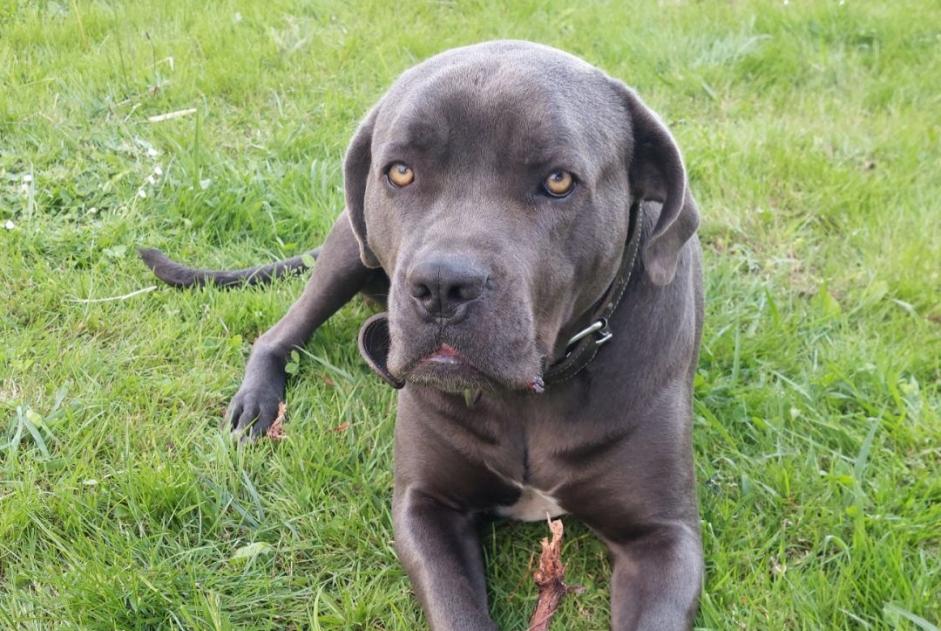 Avviso scomparsa Cane  Femmina , 4 anni Aire-sur-l'Adour Francia