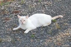 Avviso scomparsa Gatto  Maschio , 3 anni Cugand-la-Bernardière Francia