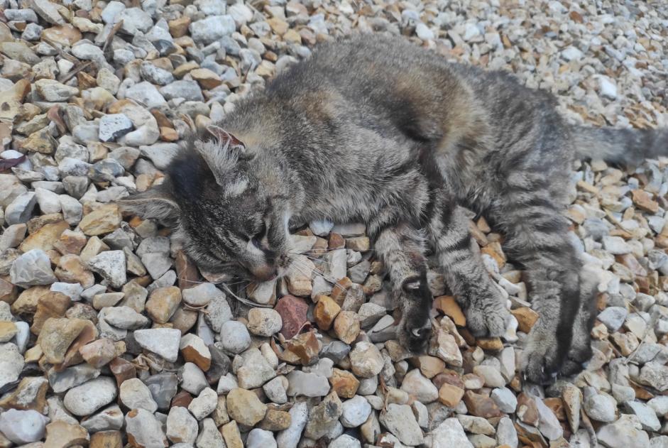 Avviso Ritrovamento Gatto  Femmina Plaimpied-Givaudins Francia