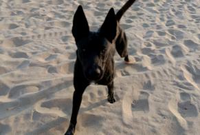 Avviso Ritrovamento Cane incrocio di razze Maschio La Tranche-sur-Mer Francia
