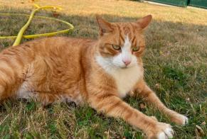 Avviso scomparsa Gatto Maschio , 9 anni Soignolles-en-Brie Francia
