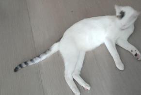 Avviso Ritrovamento Gatto Femmina Annezin Francia