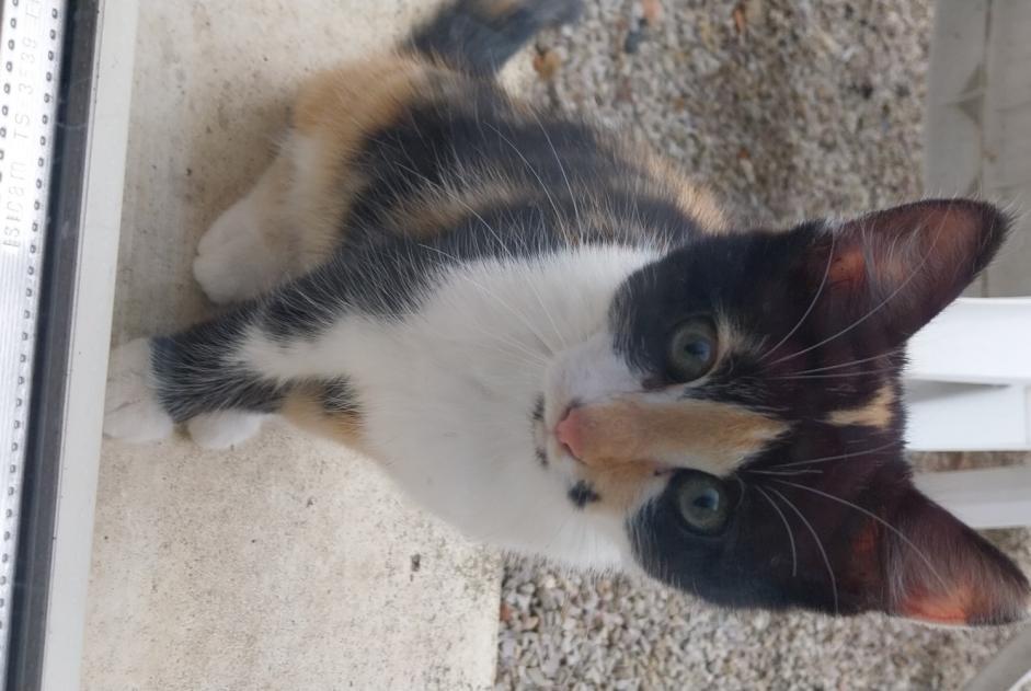 Avviso Ritrovamento Gatto Femmina Alençon Francia