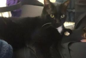 Avviso scomparsa Gatto Maschio , 12 anni Polminhac Francia