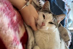 Avviso scomparsa Gatto Maschio , 3 anni Saze Francia