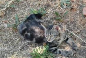 Avviso scomparsa Gatto Femmina , 0 anni Turenne Francia