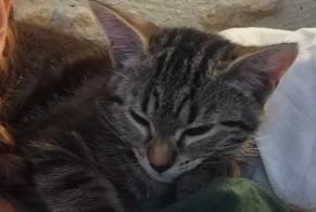 Avviso scomparsa Gatto Femmina , 0 anni Turenne Francia