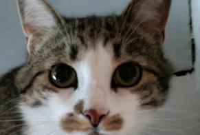 Avviso scomparsa Gatto Maschio , 3 anni Suresnes Francia