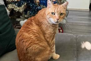 Avviso scomparsa Gatto Maschio , 12 anni Saint-Paul-de-Vence Francia