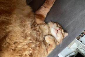 Avviso scomparsa Gatto Maschio , 12 anni Saint-Paul-de-Vence Francia