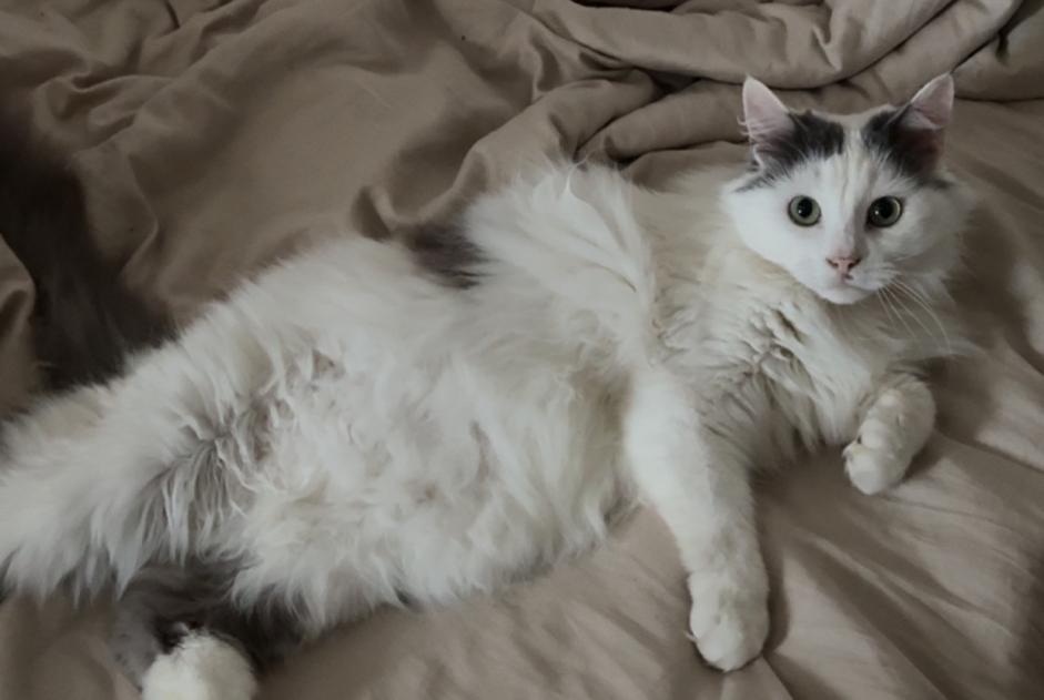 Avviso scomparsa Gatto Maschio , 6 anni Saint-Étienne-du-Bois Francia