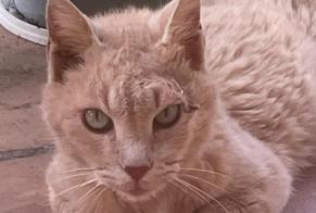 Avviso Ritrovamento Gatto Maschio , 5 anni Nîmes Francia