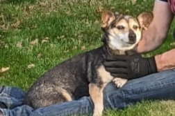 Avviso scomparsa Cane Femmina , 16 anni Surzur Francia