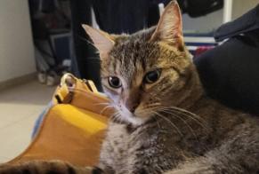 Avviso scomparsa Gatto Femmina , 4 anni Ussel Francia