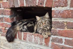 Avviso scomparsa Gatto Femmina , 3 anni Haussez Francia