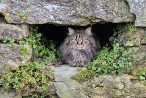 Avviso scomparsa Gatto Femmina , 3 anni Haussez Francia