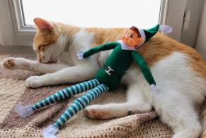 Avviso scomparsa Gatto incrocio di razze Maschio , 3 anni Alès Francia