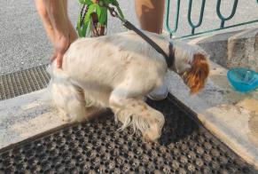 Avviso Ritrovamento Cane  Non conosciuta Pompignac Francia