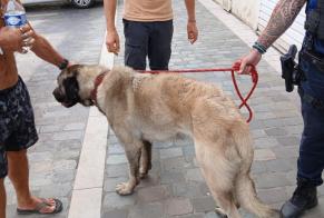 Avviso Ritrovamento Cane incrocio di razze Maschio Montargis Francia