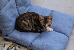 Avviso scomparsa Gatto Femmina , 0 anni La Bosse-de-Bretagne Francia