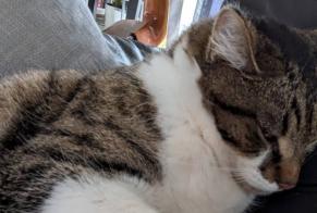 Avviso scomparsa Gatto Maschio , 3 anni Fleury-les-Aubrais Francia