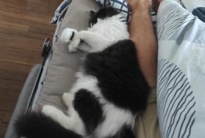 Avviso scomparsa Gatto Maschio , 2026 anni Quimperlé Francia