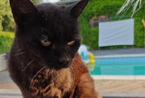 Avviso scomparsa Gatto Femmina , 30 anni Montbeton Francia
