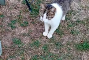 Avviso Ritrovamento Gatto incrocio di razze Femmina Peillac Francia
