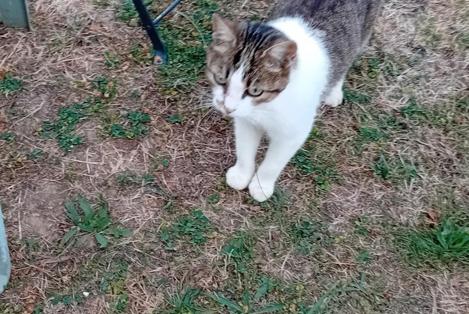 Avviso Ritrovamento Gatto incrocio di razze Femmina Peillac Francia