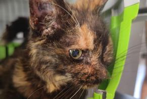 Avviso Ritrovamento Gatto Femmina Pugnac Francia