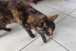 Avviso Ritrovamento Gatto Femmina Pugnac Francia