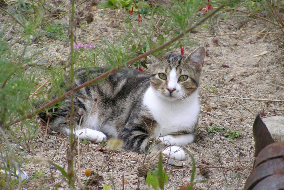 Avviso scomparsa Gatto Maschio , 12 anni Bergerac Francia