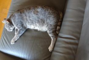 Avviso Ritrovamento Gatto  Maschio Coteaux du Lizon Francia