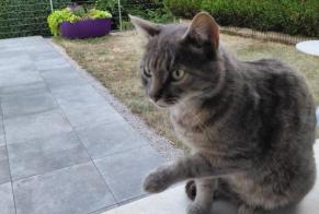 Avviso Ritrovamento Gatto  Maschio Coteaux du Lizon Francia