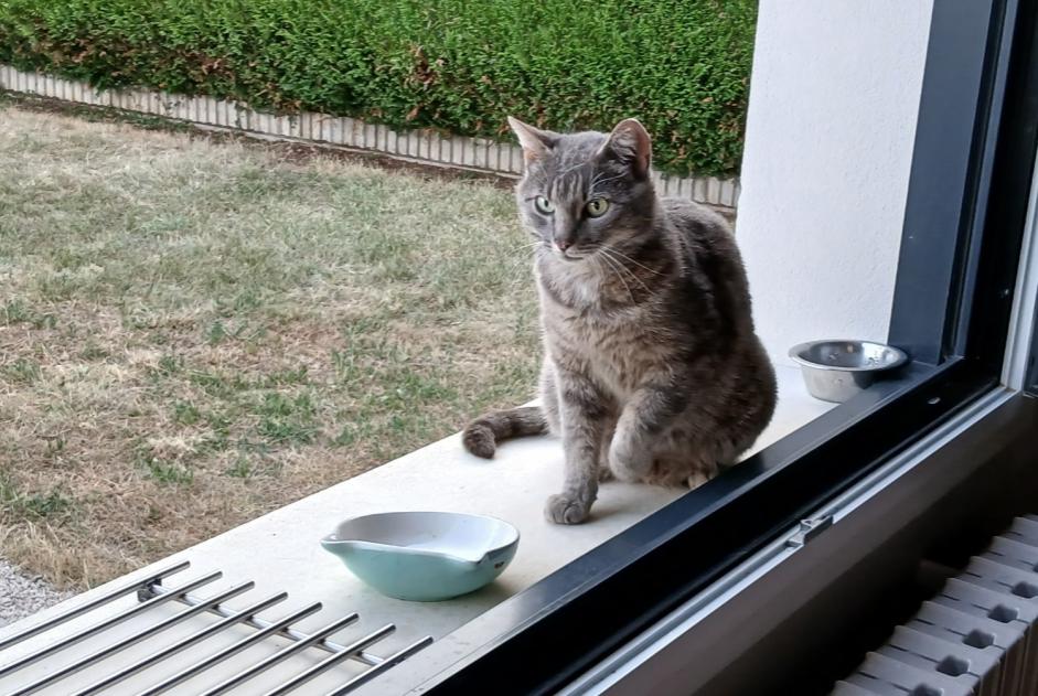 Avviso Ritrovamento Gatto  Maschio Coteaux du Lizon Francia