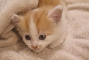 Avviso Ritrovamento Gatto Non conosciuta Val d'Erdre-Auxence Francia