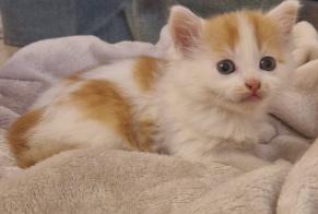 Avviso Ritrovamento Gatto Non conosciuta Val d'Erdre-Auxence Francia
