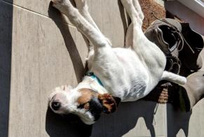 Avviso scomparsa Cane  Femmina , 8 anni Flamanville Francia