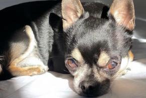 Avviso scomparsa Cane  Maschio , 6 anni Mâcon Francia