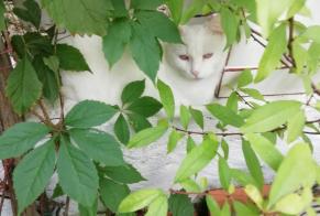 Avviso scomparsa Gatto incrocio di razze Femmina , 4 anni Bassoues Francia