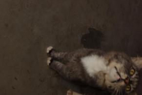Avviso Ritrovamento Gatto incrocio di razze Non conosciuta Saint-Jean-Brévelay Francia
