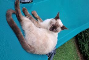 Avviso Ritrovamento Gatto incrocio di razze Maschio Chartres-de-Bretagne Francia