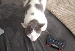 Avviso scomparsa Gatto  Maschio , 1 anni Champeix Francia