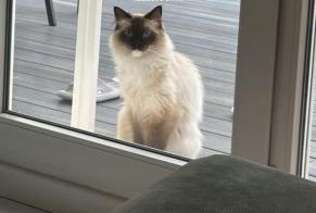 Avviso scomparsa Gatto  Maschio , 5 anni Bussy-Saint-Georges Francia