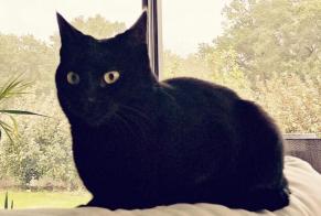 Avviso scomparsa Gatto  Femmina , 7 anni Saint-Vincent-de-Tyrosse Francia