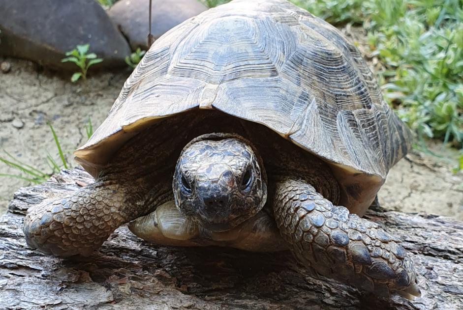 Avviso scomparsa Tartaruga Maschio , 17 anni Mons Francia