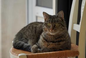 Avviso scomparsa Gatto  Femmina , 4 anni Brest Francia