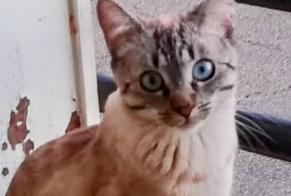 Avviso scomparsa Gatto  Femmina , 6 anni Limoges Francia