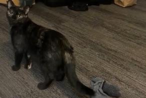 Avviso scomparsa Gatto Femmina , 2 anni Vic-sur-Cère Francia