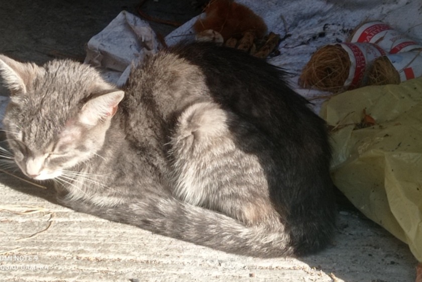 Avviso Ritrovamento Gatto Non conosciuta Connerré Francia